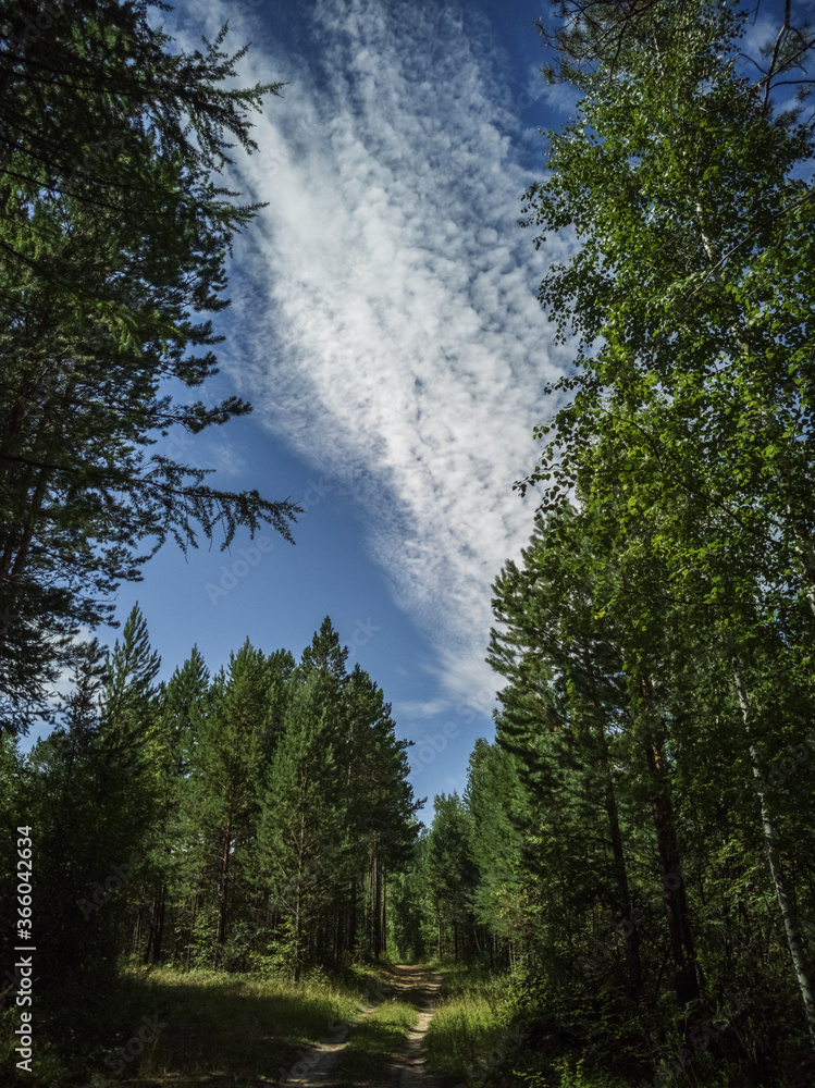 summer day in the green Siberian forest summer day in the green Siberian forest