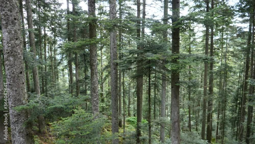 The forest and the wood in the Vosges department. France, july 2020. The forest and the wood in the Vosges department. France, july 2020.