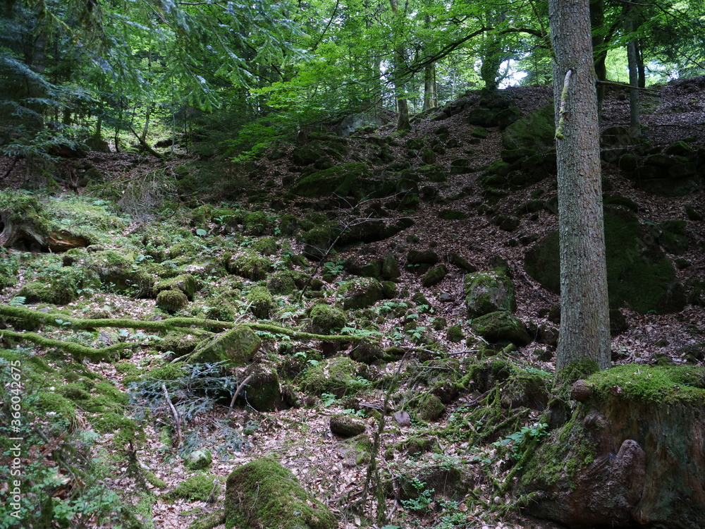 The forest and the wood in the Vosges department. France, july 2020.