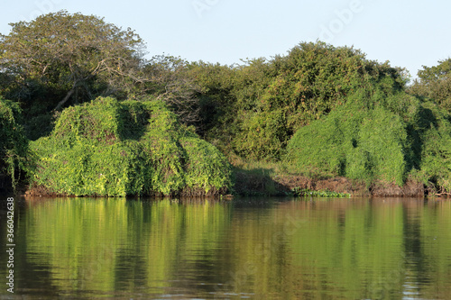 Evening light on the forested shores of the Miranda River in the Brazilian Pantanal