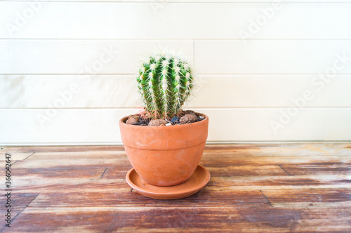 Succulent plant in a terracotta pot. Natural light.