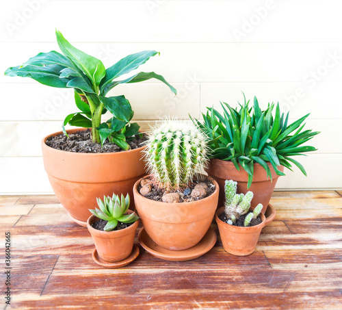 Succulent plant and palm tree in a terracotta pot.