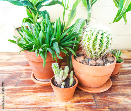 Succulent plant and palm tree in a terracotta pot.