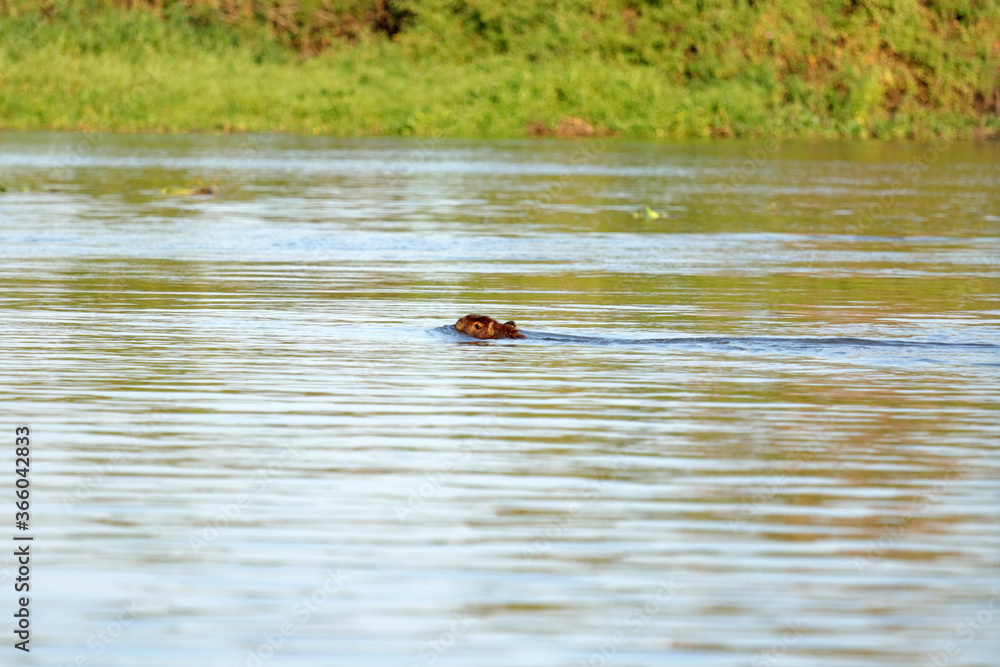 Head of a swimming capybara in the Brazilian Pantanal; the largest rodent in the world. Head of a swimming capybara in the Brazilian Pantanal; the largest rodent in the world.