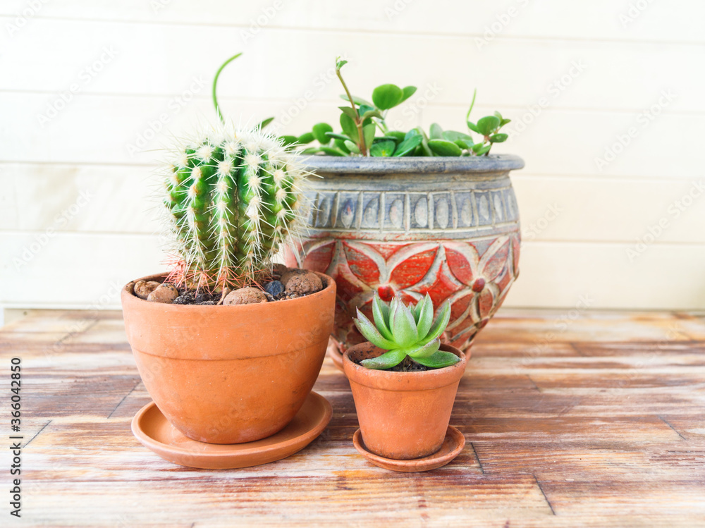Succulent plant and palm tree in a terracotta pot.