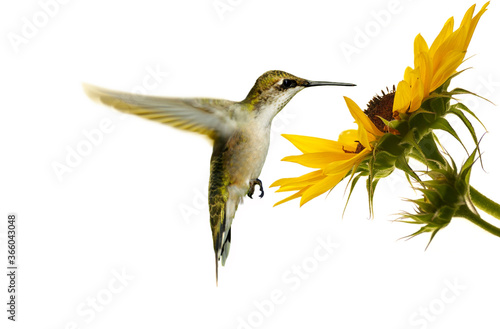Ruby throated hummingbird at sunflower on white.