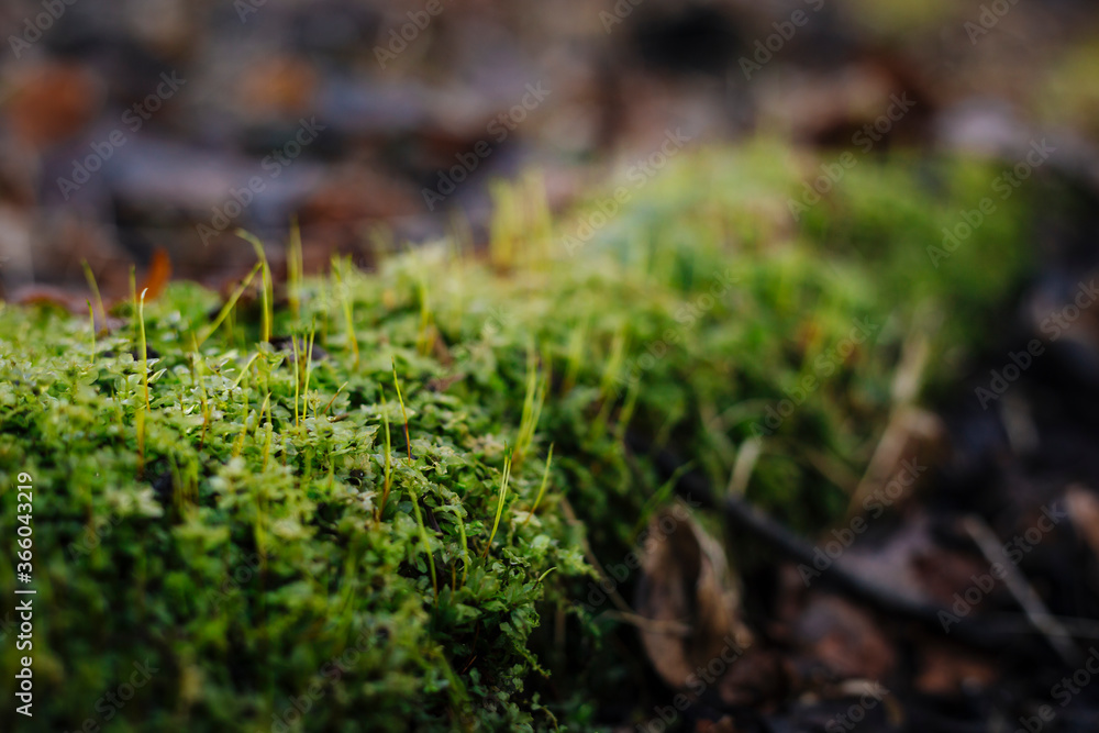 Close up photo with selective focus of green moss on tree root Close up photo with selective focus of green moss on tree root