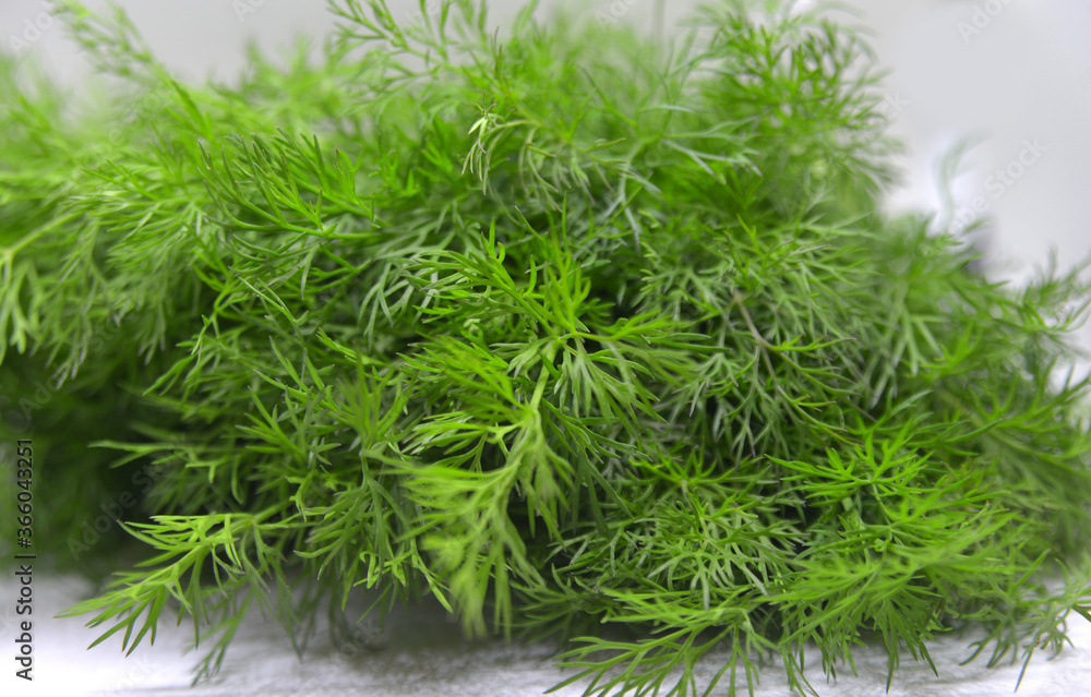 Fototapeta premium green dill isolated on white background