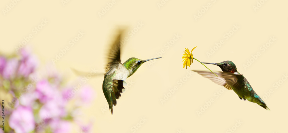 Male hummingbird offering female a flower. Clean background.
