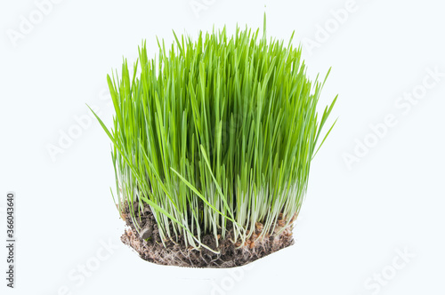 novruz grass