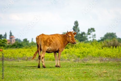 Cow grazing fresh green grass on pasture