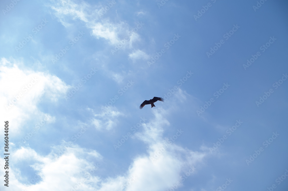 Obraz premium birds flying in the sky