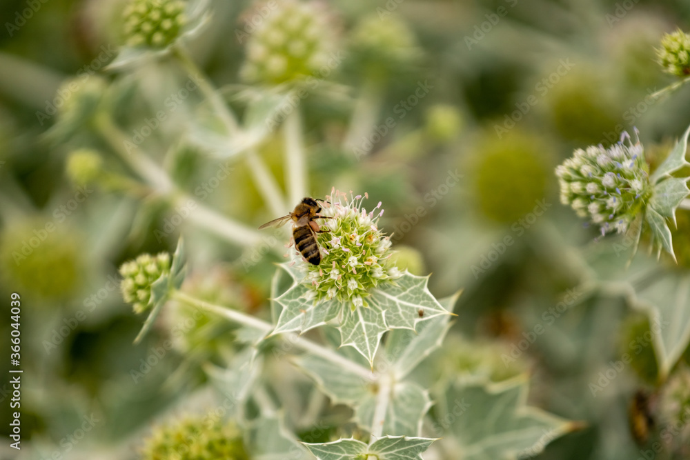 Flower of a plant with spikes, bee on the flower Flower of a plant with spikes, bee on the flower