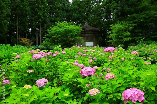 岩手県奥州市 二清院の紫陽花