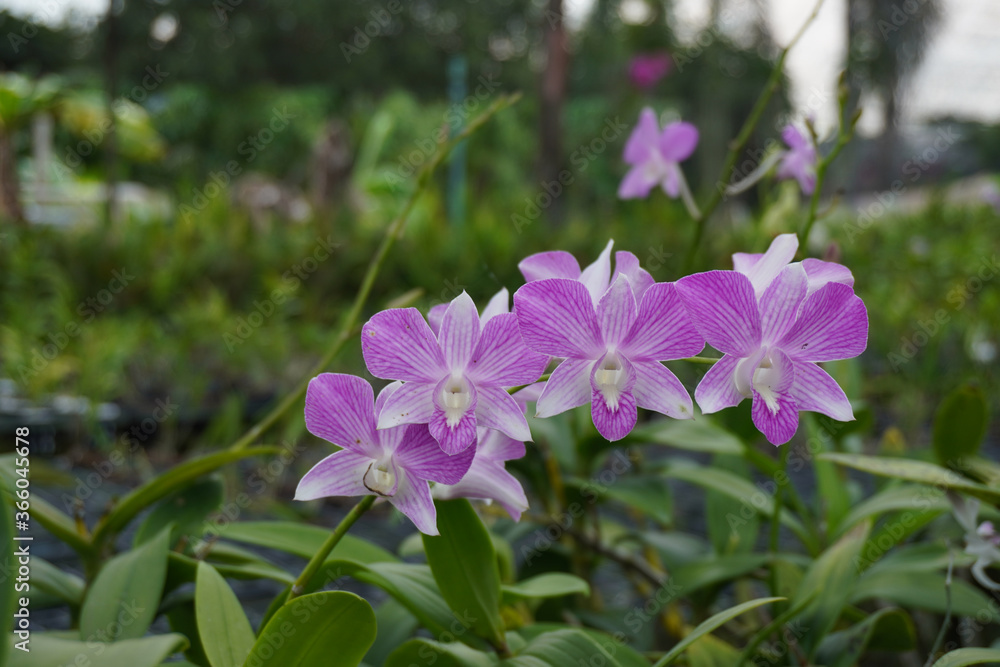 Front view Beautiful violet and pink orchid flowers bouquet in the orchid garden background,nature, copy space Front view Beautiful violet and pink orchid flowers bouquet in the orchid garden background,nature, copy space