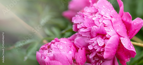 Beautiful pink peonies in the garden. Garden peonies flowers with water drops. Banner © lizaelesina