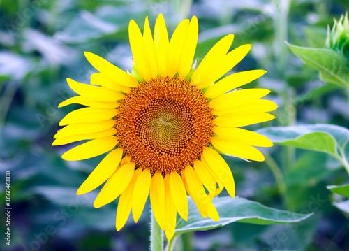 Close up Sunflower