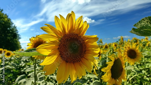 Sunny sunflowers in the fields of Ukraine.