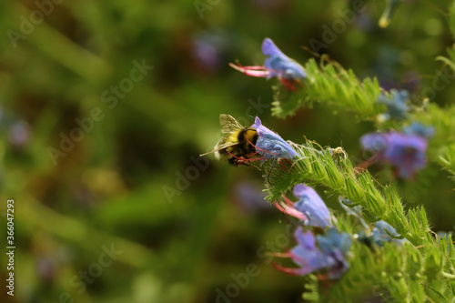 bee on flower