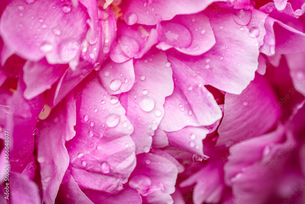 Peonies with water drops close-up. Peony flowers background