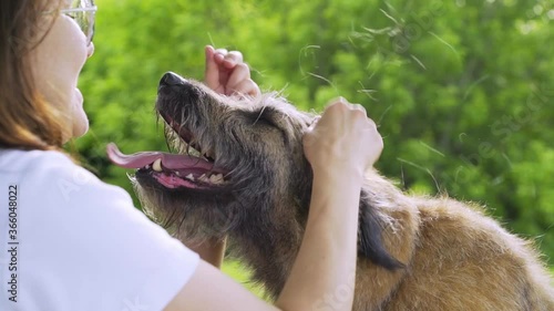 happy brunette girl in glasses and t-shirt tears up grey fur of large old shedding dog spending time in green sunny park on nice day close view