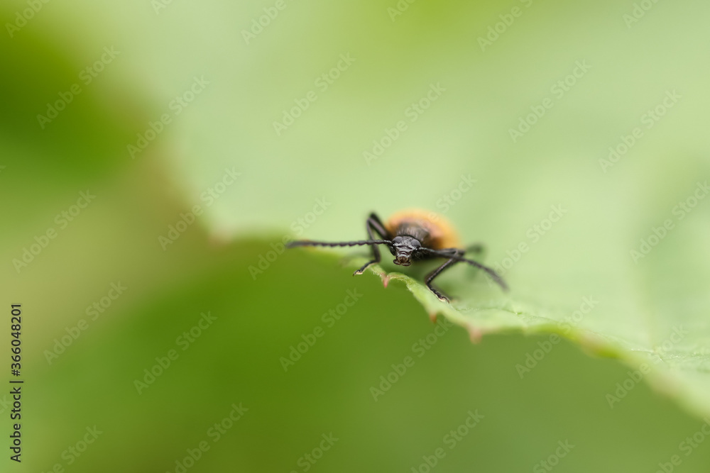 The common bush beetle sits in the summer on spruce grass in the Moscow region The common bush beetle sits in the summer on spruce grass in the Moscow region