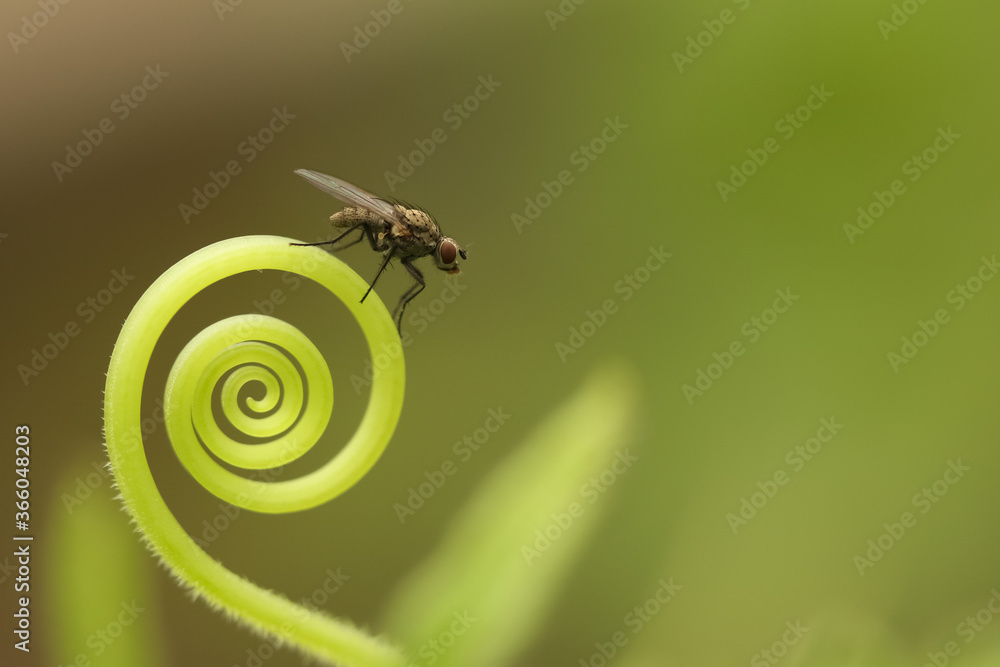 A small drosophida fly sits on a spiral of a cucumber in the Moscow region in summer A small drosophida fly sits on a spiral of a cucumber in the Moscow region in summer