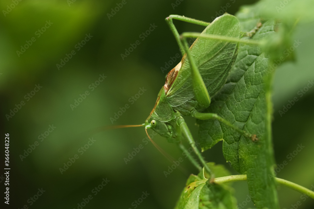 A large green grasshopper sits on a currant branch in the summer in the Moscow region A large green grasshopper sits on a currant branch in the summer in the Moscow region