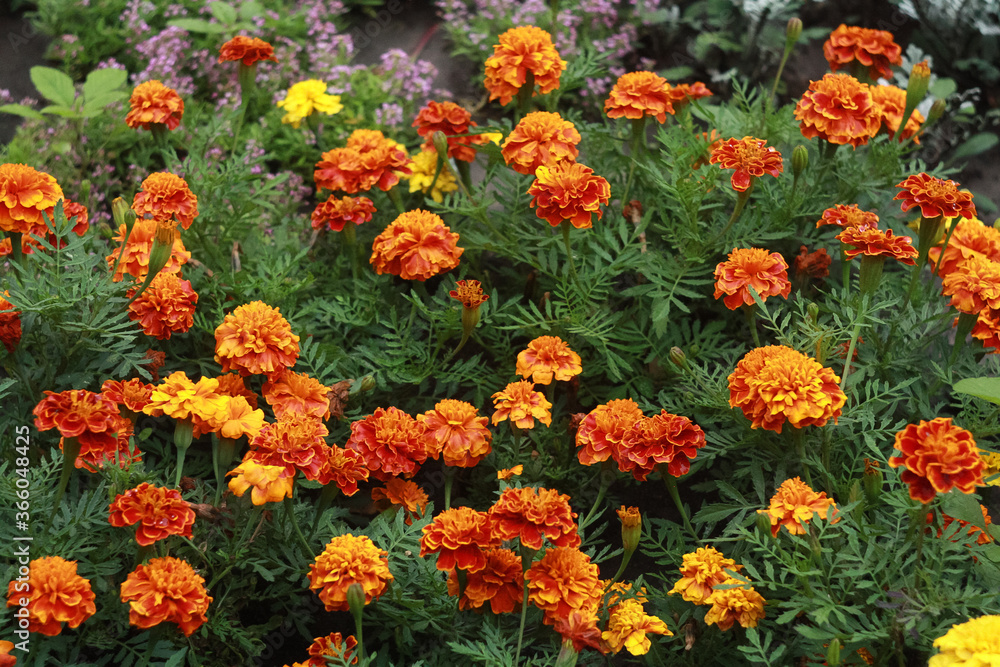 Orange blooming black marigolds (marigolds) in the summer on a flower bed in the park.