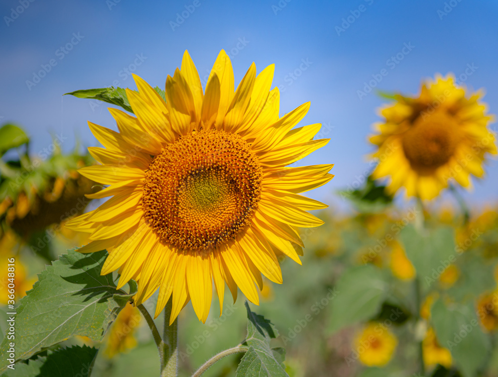 Sunflower on a farm