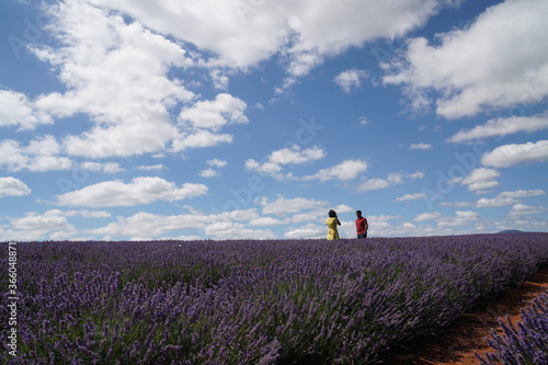young couple in lavender field