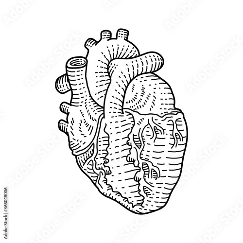 Human heart doodle, a hand drawn vector doodle illustration of a human heart internal organ, isolated on white background.