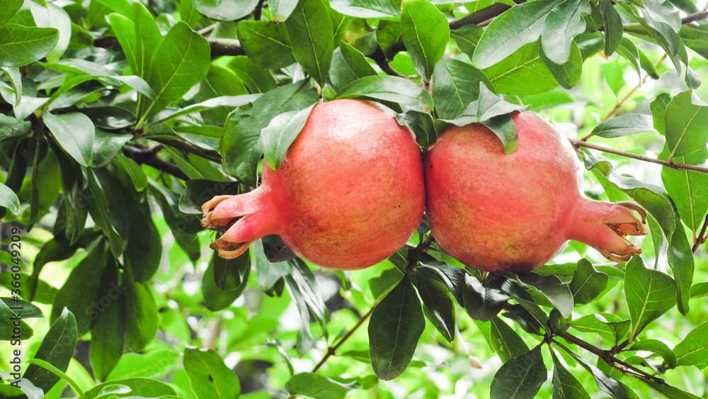 Ripe pomegranate fruits on a tree branch Ripe pomegranate fruits on a tree branch
