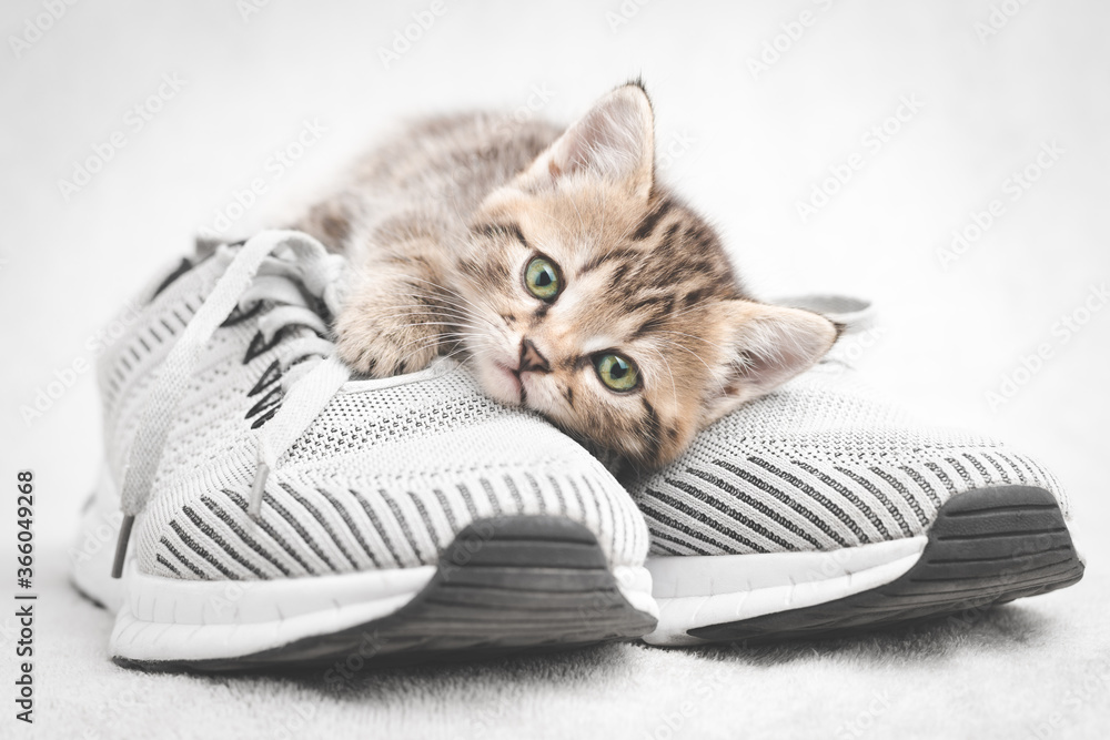 Cute tabby kitten lying on gray shoe look at the camera - obrazy, fototapety, plakaty 