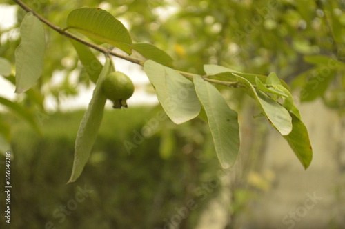 green fruit on tree branch