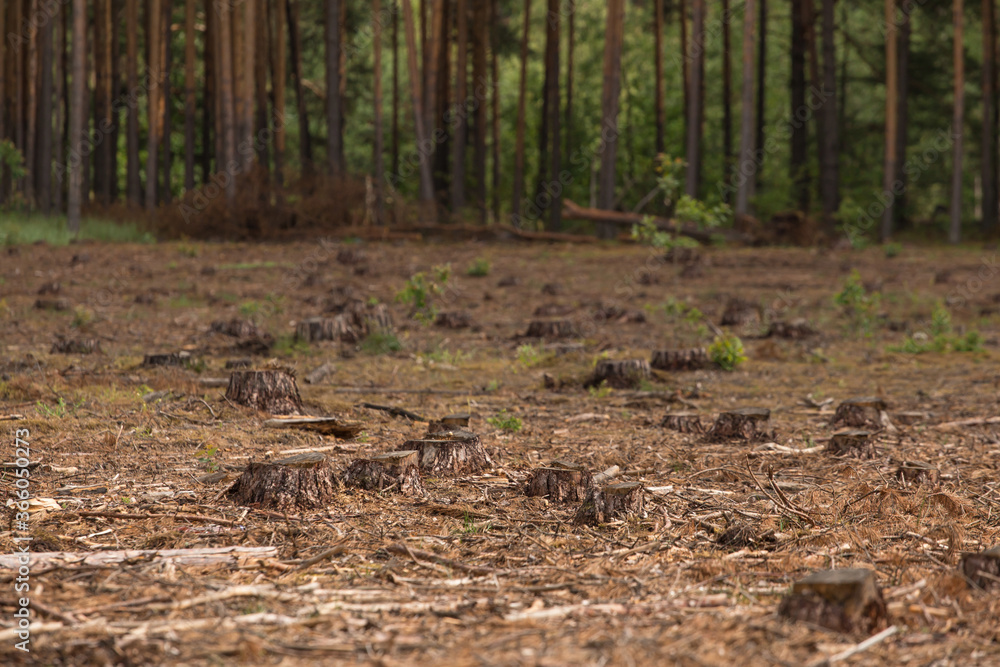 Deforestation, forest destruction. Many stumps of Cut down pine trees in the forest area. Felling of trees Deforestation, forest destruction. Many stumps of Cut down pine trees in the forest area. Felling of trees