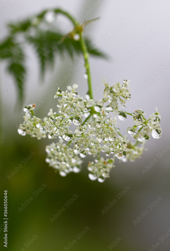 Yarrow on a field. Yarrow on a field.