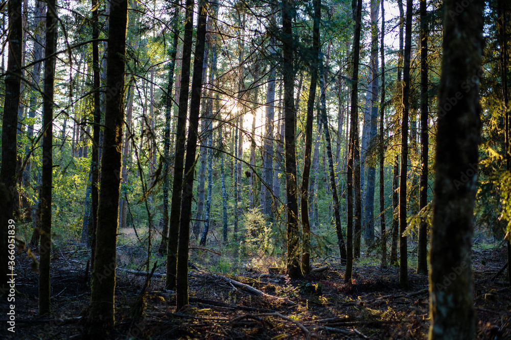 Fototapeta premium campagne haute corrèze