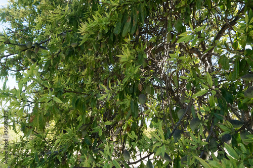 Sicilian almond tree in Noto photo