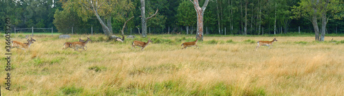 Running deer in meadow. Aland Islands