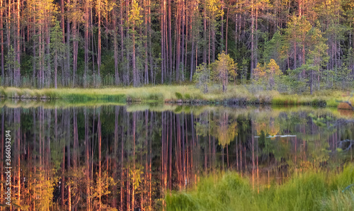 Small overgrown lake in the forest at sunset. Northern wild Landscape