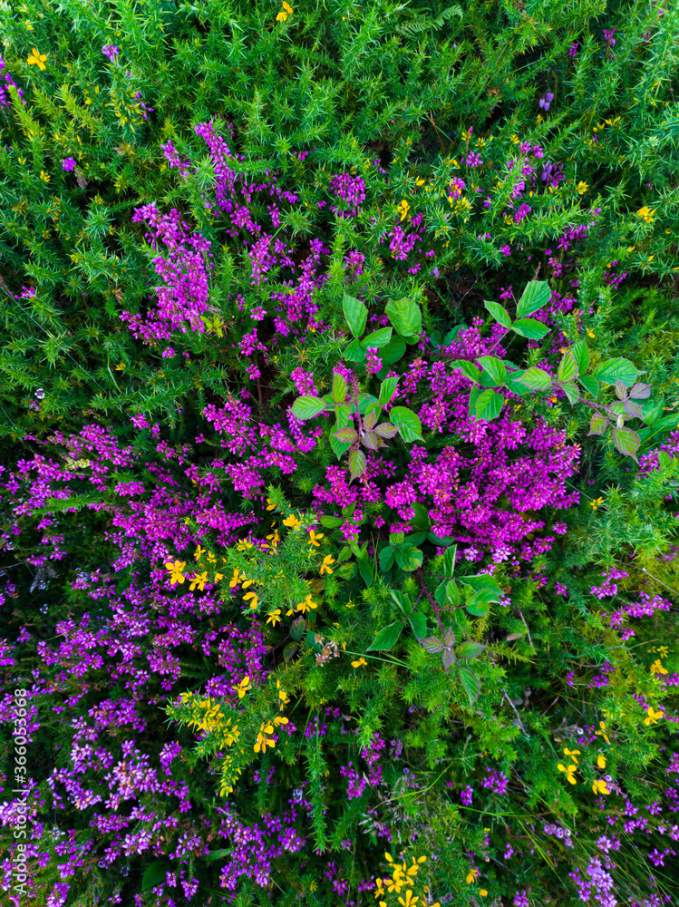 Heather in summer in Valle del Curro. Port of Las Estacas de Trueba. Pasiegos Valleys. Merindades region. Burgos province. Community of Castilla y León. Spain, Europe Heather in summer in Valle del Curro. Port of Las Estacas de Trueba. Pasiegos Valleys. Merindades region. Burgos province. Community of Castilla y León. Spain, Europe