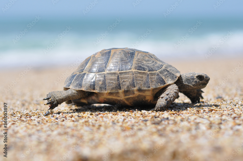 Obraz premium turtle on the beach