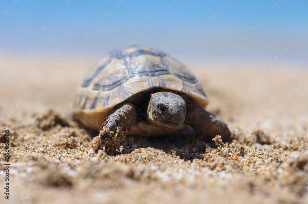 Obraz premium Testudo hermanni tortoiseon a white isolated background beach