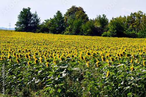 Agriculture  Sunflower