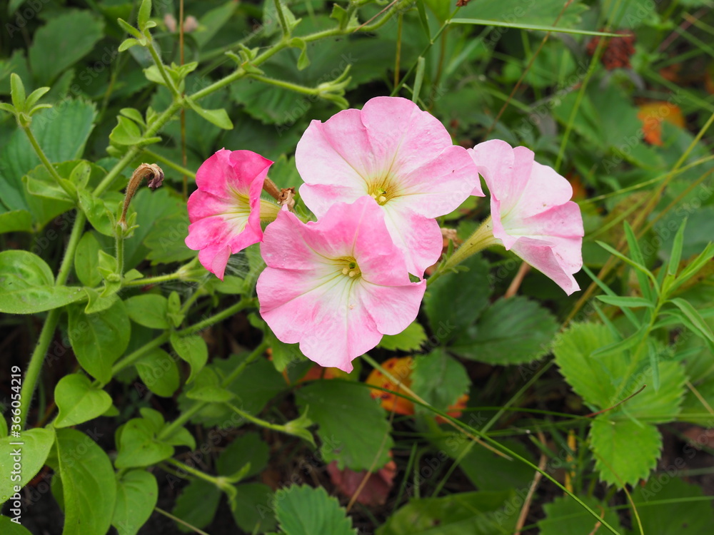 Petunia pink flowers in the garden in summer Petunia pink flowers in the garden in summer