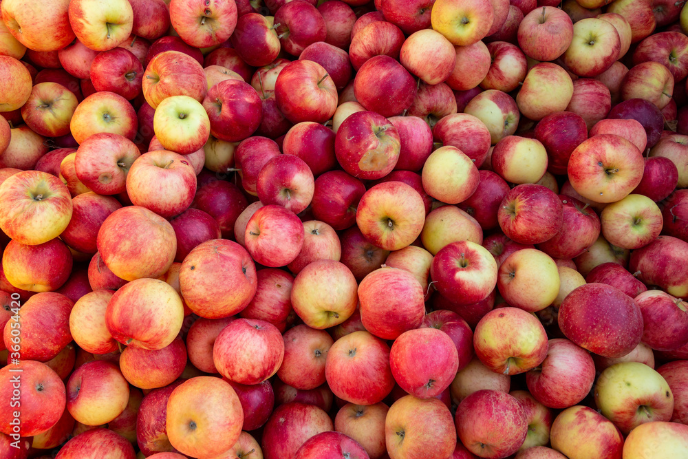 viele leckere reife Äpfel (Santana) auf einem Haufen viele leckere reife Äpfel (Santana) auf einem Haufen