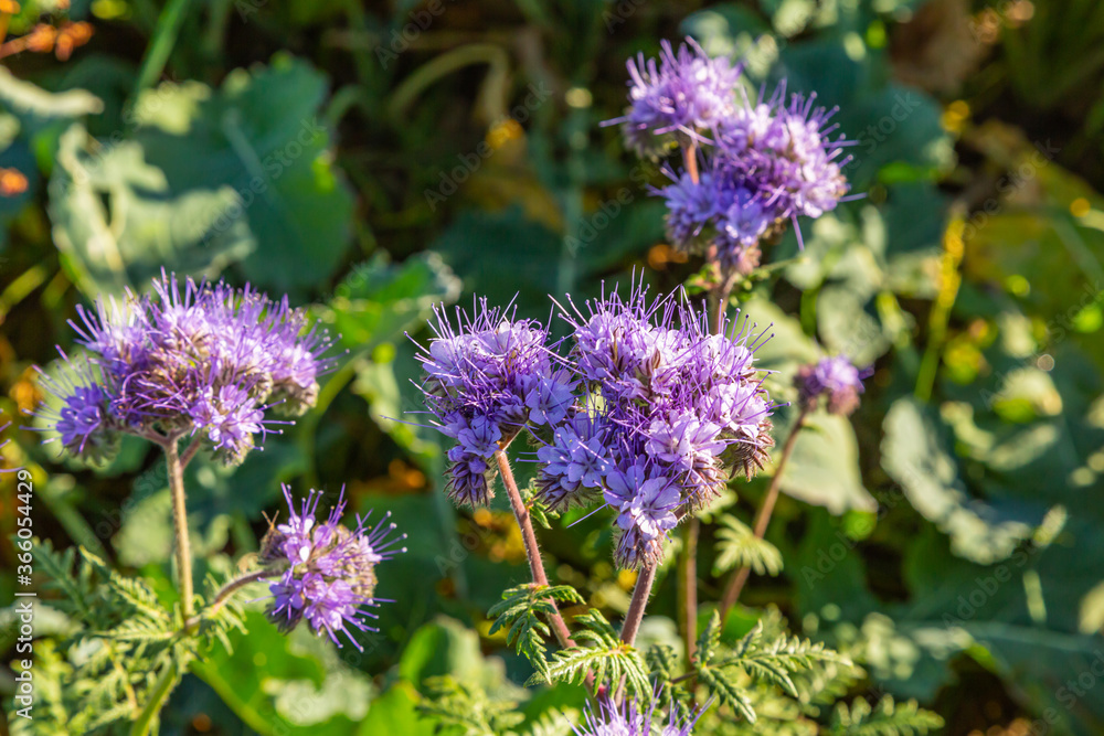 Rainfarn-Büschelschön (Phacelia tanacetifolia), eine Pflanze auf einem Feld, die im Herbst wächst Rainfarn-Büschelschön (Phacelia tanacetifolia), eine Pflanze auf einem Feld, die im Herbst wächst