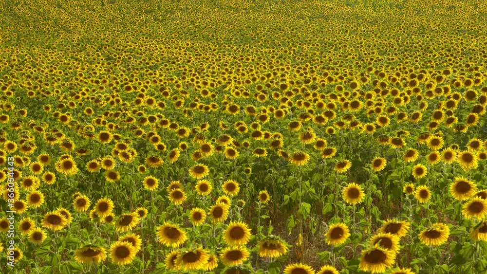 The sunflower fields in the Provence France - travel photography The sunflower fields in the Provence France - travel photography