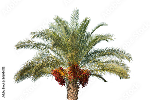 Date palm tree with unripe dates © nizami